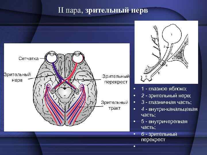  • При каких либо патологических процессах в головном мозге, затрагивающих перекрест зрительного нерва,