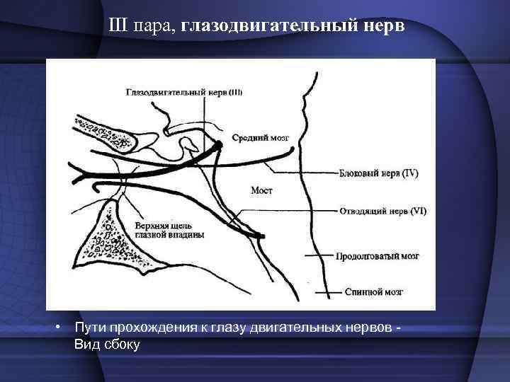  • Поражение III пары характеризуется  опущением верхнего века (птоз), расходящимся косоглазием и