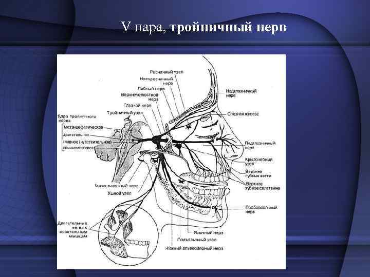  • При поражении чувствительной части тройничного нерва  возникают невралгические боли, сопровождающиеся 