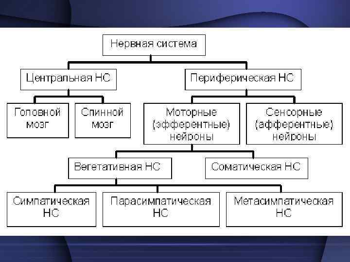 Периферическая нервная система •  часть нервной системы, образованная  не рвными клетками и