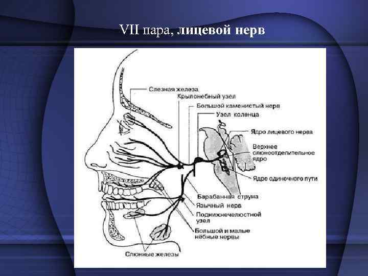  • Схематическое изображение  топографии ветвей лицевого  нерва:  • 1 —