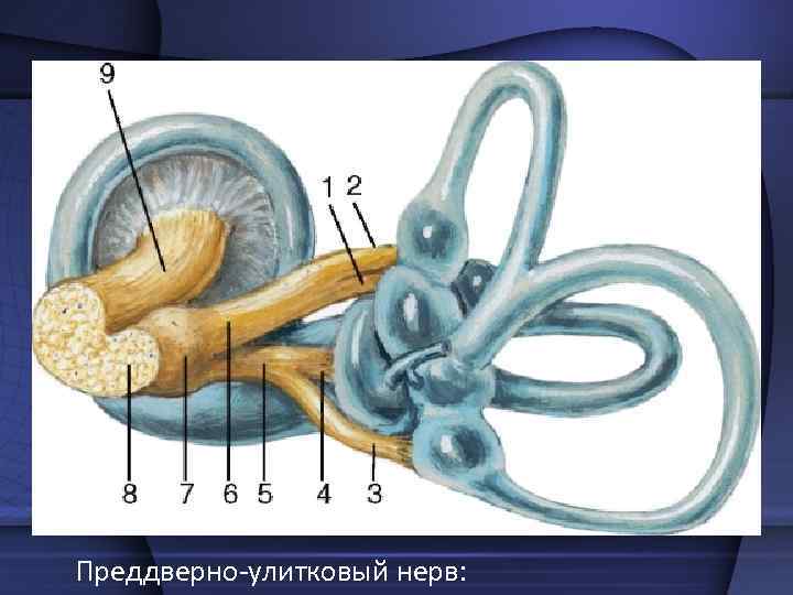    IX пара, языкоглоточный нерв 1 — ядро одиночного пути; 2 —