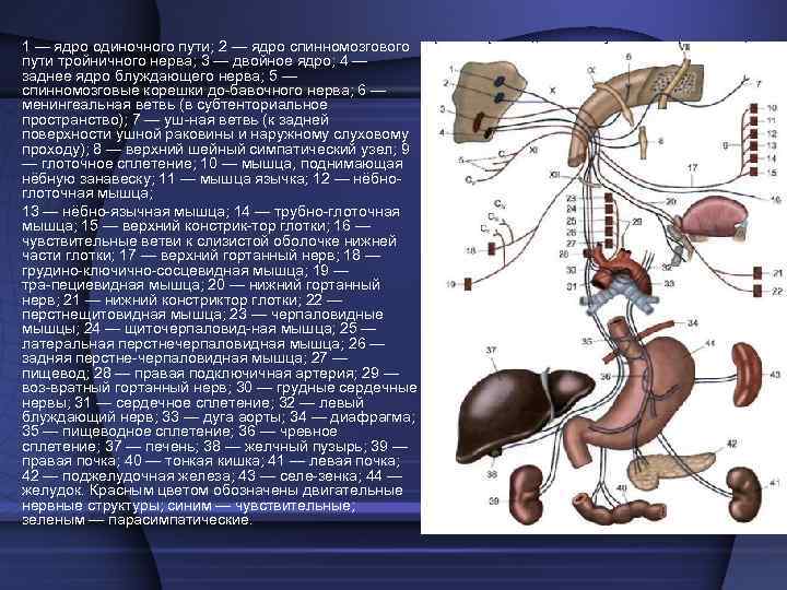     XI пара, добавочный нерв  • 1 — спинномозговые корешки