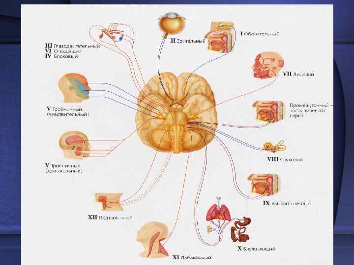   Остальные черепные нервы, хотя  принципиально и не отличаются от спинномозговых нервов,
