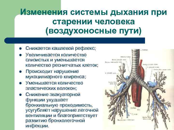 Функциональные изменения в легких. Возрастные изменения бронхов:. Изменения в органах дыхания при старении. Изменения в системе органов дыхания при старении. Изменения системы дыхания при старении человека.