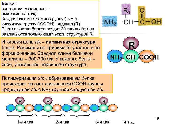 Белки: состоят из мономеров – аминокислот (а/к). Каждая а/к имеет: аминогруппу (-NH 2), кислотную