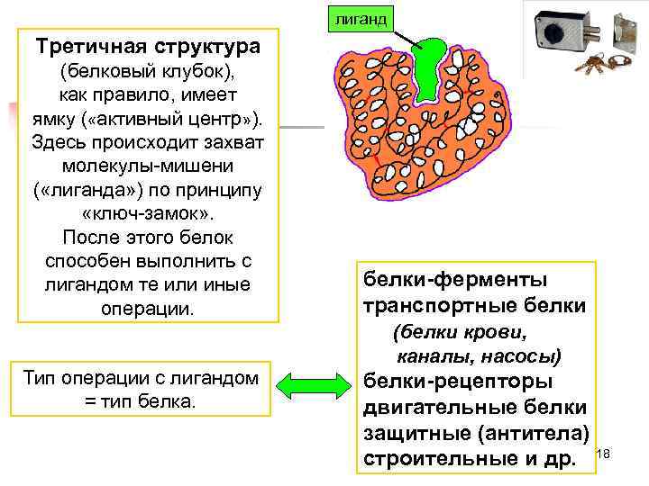       лиганд Третичная структура  (белковый клубок), как правило,