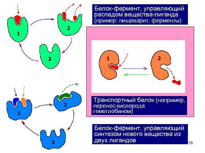     Белок-фермент, управляющий     распадом вещества-лиганда  