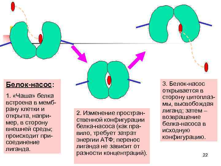 Белок-насос:       3. Белок-насос     открывается