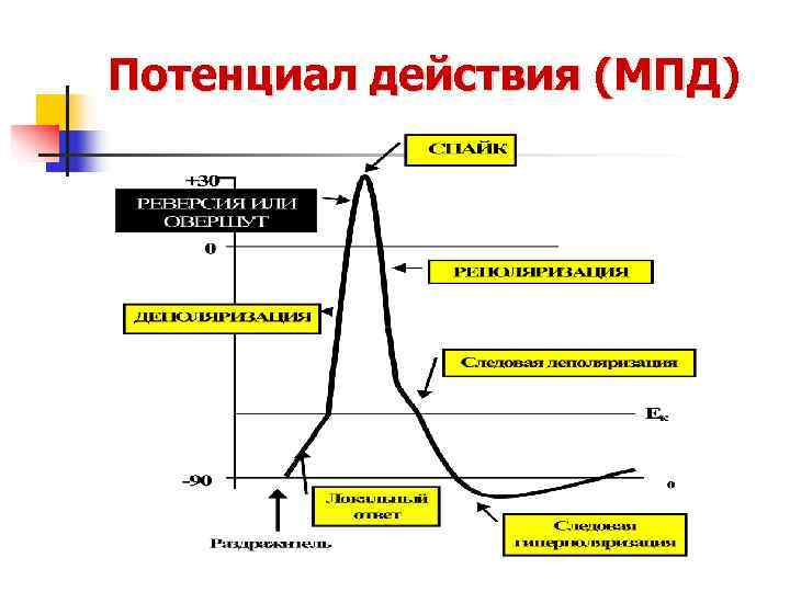 Потенциал действия (МПД)    (МПД 