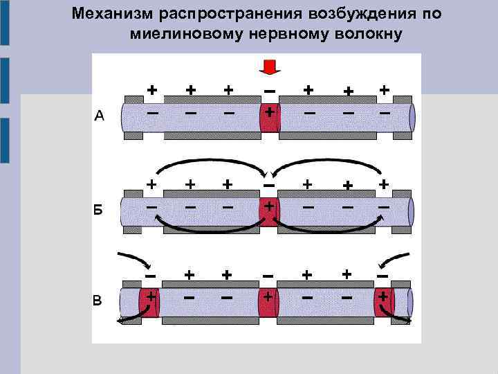 Механизм распространения возбуждения по миелиновому нервному волокну 