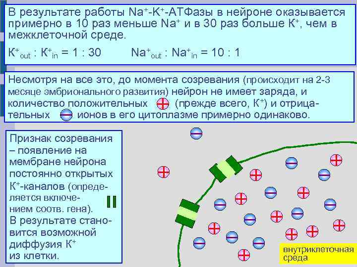 В результате работы Na+-K+-АТФазы в нейроне оказывается примерно в 10 раз меньше Na+ и