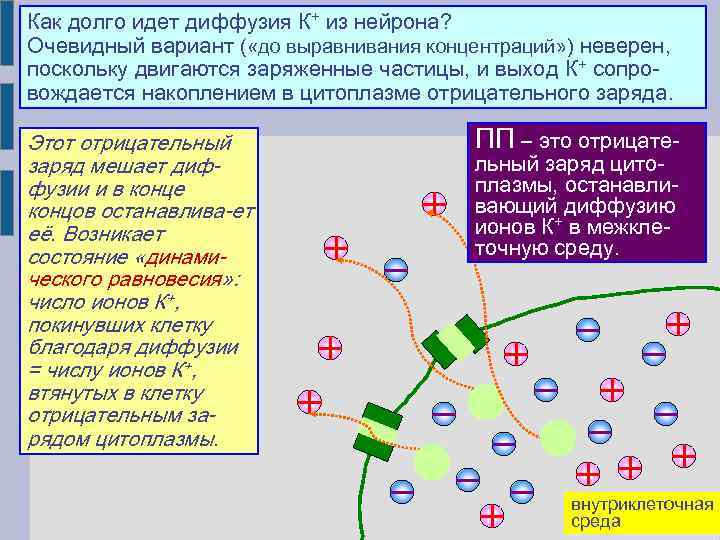 Как долго идет диффузия К+ из нейрона? Очевидный вариант ( «до выравнивания концентраций» )