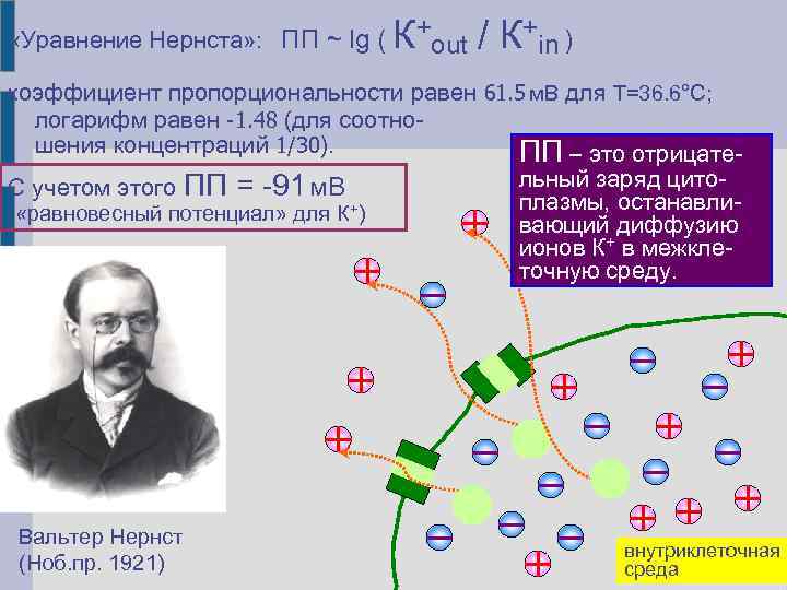  «Уравнение Нернста» : ПП ~ lg ( К+out / К+in ) коэффициент пропорциональности