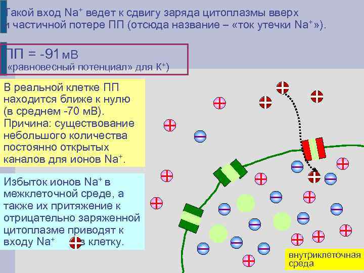 Такой вход Na+ ведет к сдвигу заряда цитоплазмы вверх и частичной потере ПП (отсюда