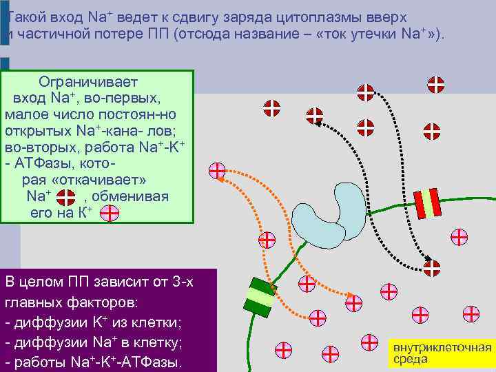 Такой вход Na+ ведет к сдвигу заряда цитоплазмы вверх и частичной потере ПП (отсюда