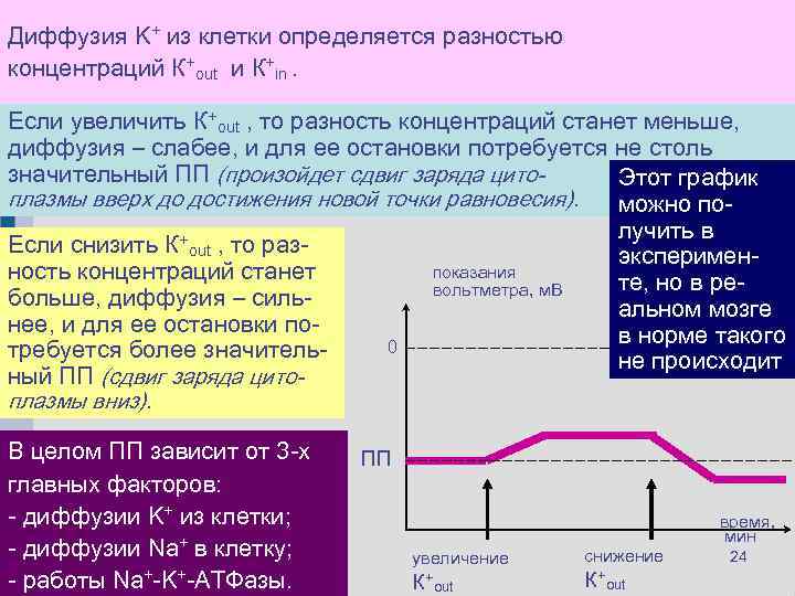 Такой вход K+ изведет к сдвигу заряда цитоплазмы вверх Диффузия Na клетки определяется разностью