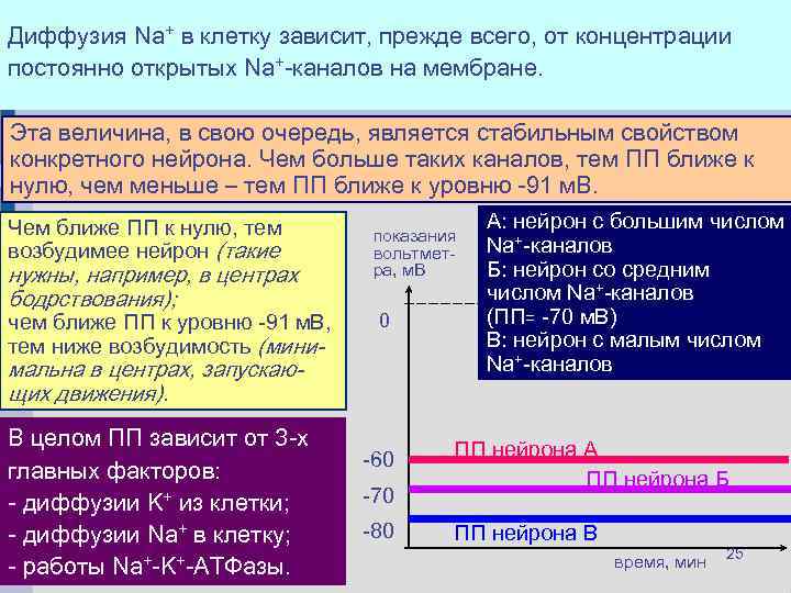 Такой вход Na++ в клетку сдвигу заряда цитоплазмыконцентрации Диффузия Na ведет к зависит, прежде