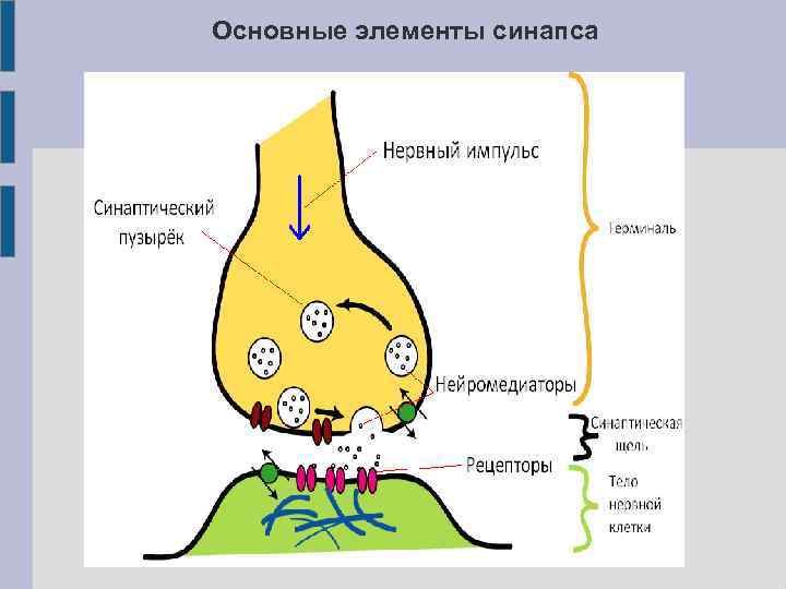 Основные элементы синапса 