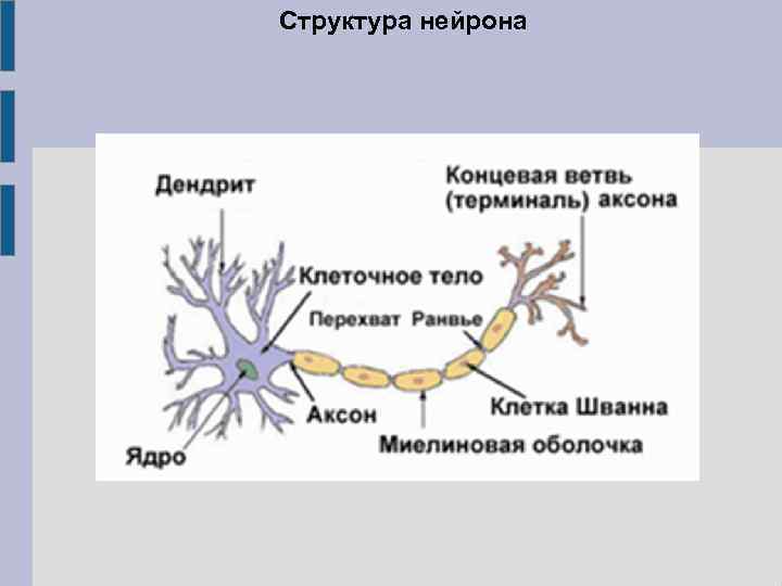 Структура нейрона 