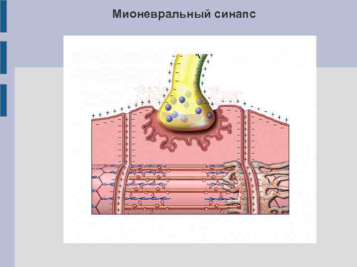 Мионевральный синапс