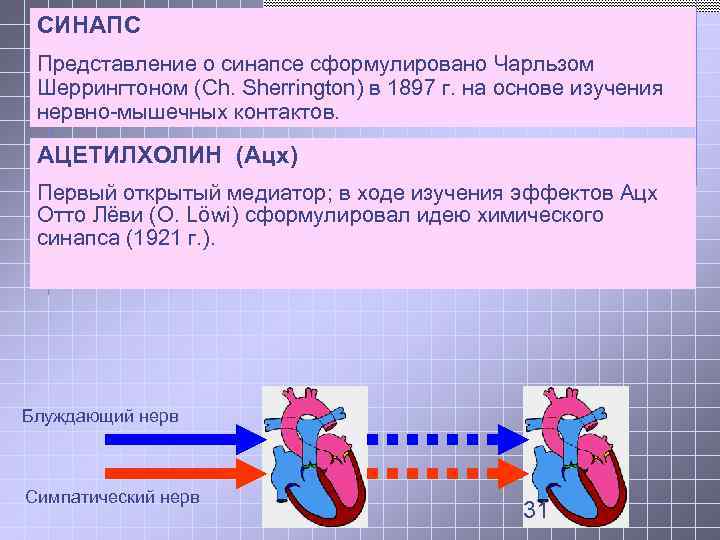  СИНАПС Представление о синапсе сформулировано Чарльзом Шеррингтоном (Ch. Sherrington) в 1897 г. на