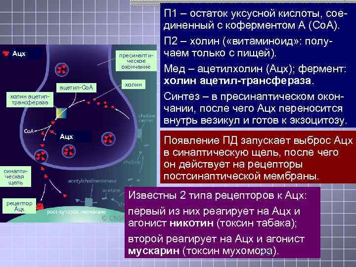  П 1 – остаток уксусной кислоты, сое- диненный с коферментом А (Со. А).