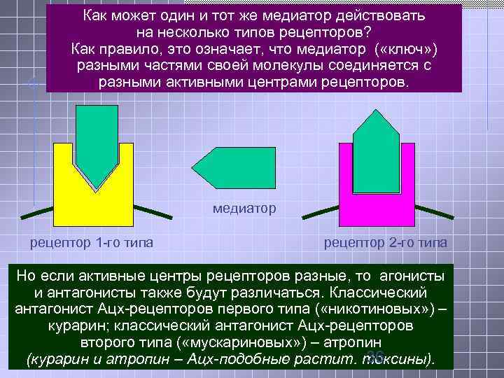  Как может один и тот же медиатор действовать на несколько типов рецепторов? Как