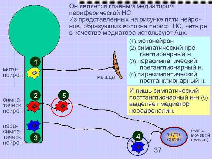  Он является главным медиатором Ацх-нейроны периферической НС. в ГМ (около 5%) Из представленных