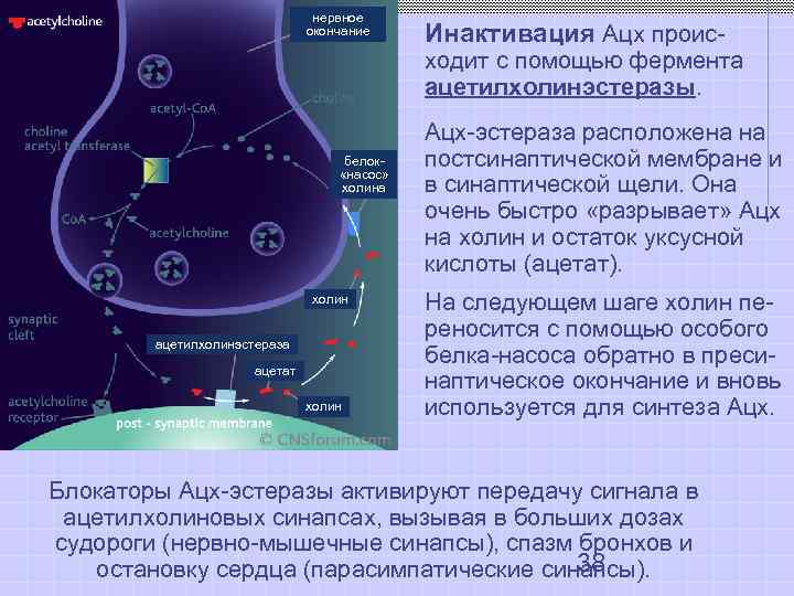  нервное окончание Инактивация Ацх проис- ходит с помощью фермента ацетилхолинэстеразы. Ацх-эстераза расположена на