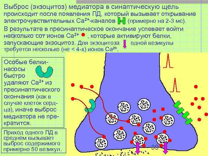 Выброс (экзоцитоз) медиатора в синаптическую щель происходит после появления ПД, который вызывает открывание электрочувствительных