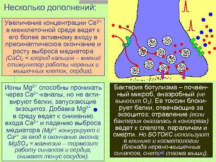 Несколько дополнений: Увеличение концентрации Са 2+ в межклеточной среде ведет к его более активному