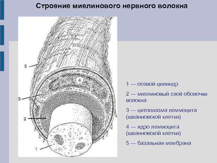 Схема строения миелинового и безмиелинового нервного волокна