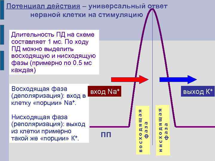 Потенциал действия – универсальный ответ нервной клетки на стимуляцию Длительность ПД на схеме составляет