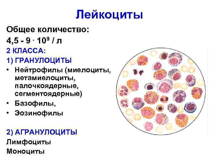 Лейкоциты количество в 1. Нейтрофилы лейкоциты физиология. Нейтрофилы физиология крови. Лейкоциты крови лейкоцитарная функция. Функции лейкоцитов физиология.
