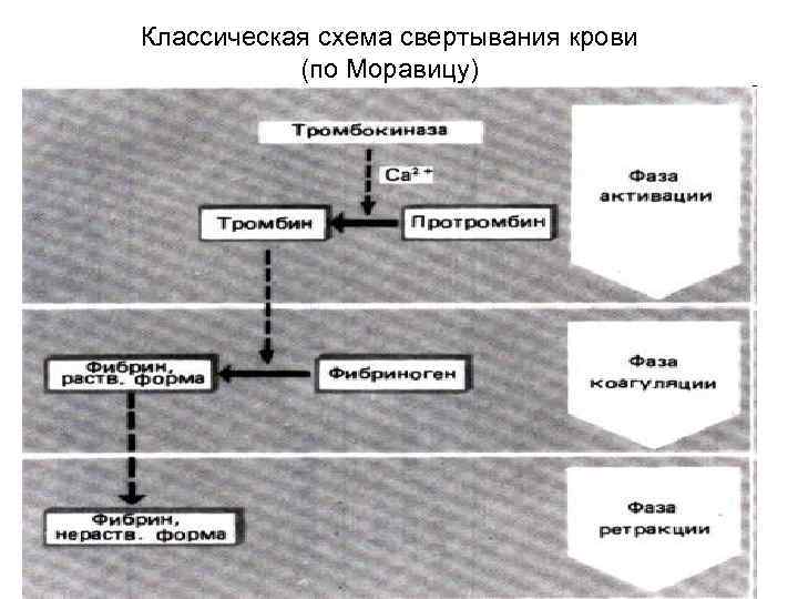 Классическая схема свертывания крови (по Моравицу) 