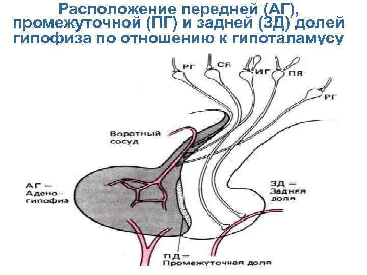  Расположение передней (АГ), промежуточной (ПГ) и задней (ЗД) долей гипофиза по отношению к