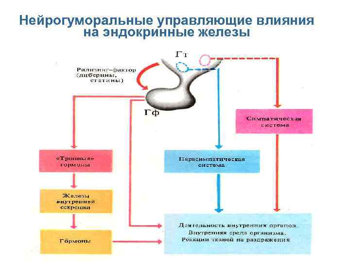 Схема нейрогуморальной регуляции