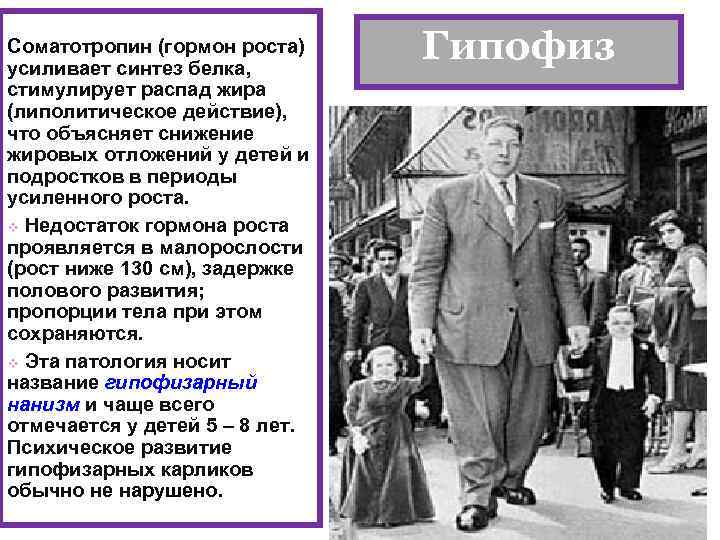 Соматотропин (гормон роста) усиливает синтез белка, Гипофиз стимулирует распад жира (липолитическое действие), что объясняет