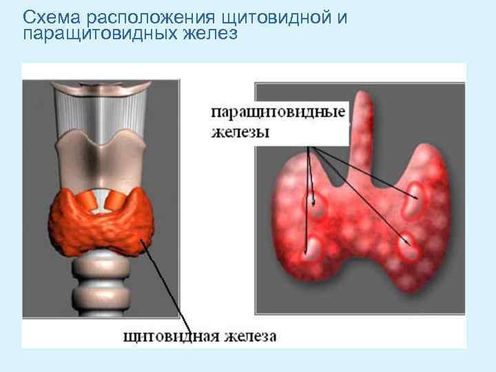 Схема расположения щитовидной и паращитовидных желез 