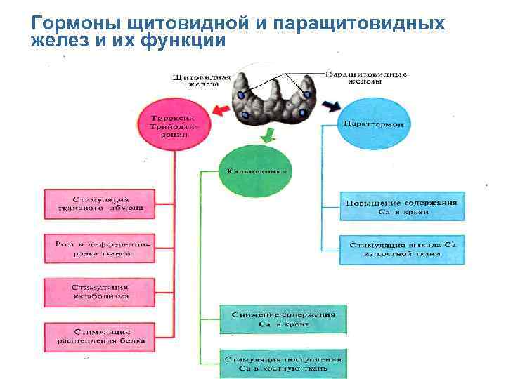 Гормоны щитовидной и паращитовидных желез и их функции 