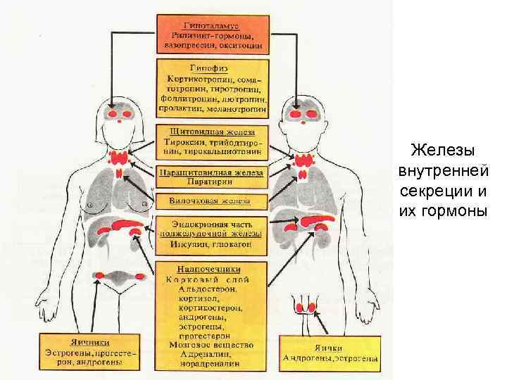  Железы внутренней секреции и их гормоны 