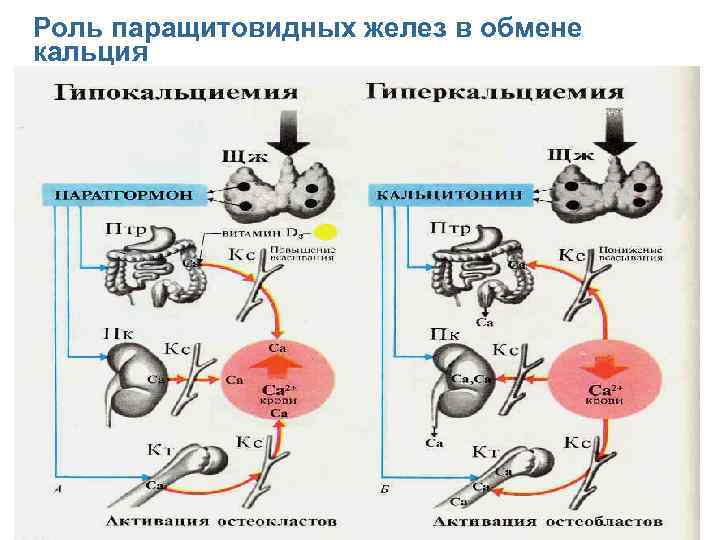 Роль паращитовидных желез в обмене кальция 