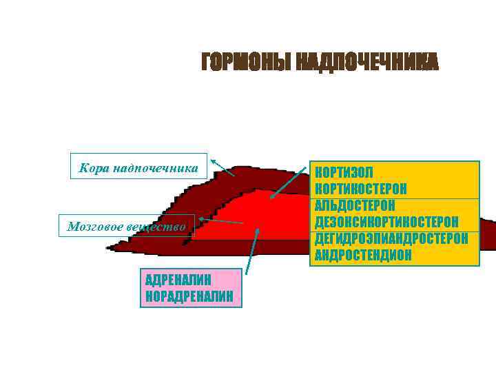  ГОРМОНЫ НАДПОЧЕЧНИКА Кора надпочечника КОРТИЗОЛ КОРТИКОСТЕРОН АЛЬДОСТЕРОН Мозговое вещество ДЕЗОКСИКОРТИКОСТЕРОН ДЕГИДРОЭПИАНДРОСТЕРОН АНДРОСТЕНДИОН АДРЕНАЛИН