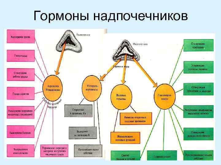 Гормоны надпочечников 