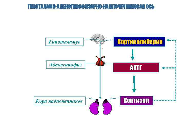 ГИПОТАЛАМО-АДЕНОГИПОФИЗАРНО-НАДПОЧЕЧНИКОВАЯ ОСЬ Гипоталамус Кортиколиберин Аденогипофиз АКТГ Кора надпочечников Кортизол 