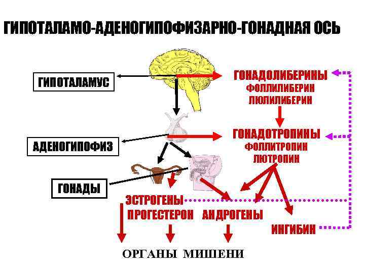 ГИПОТАЛАМО-АДЕНОГИПОФИЗАРНО-ГОНАДНАЯ ОСЬ ГОНАДОЛИБЕРИНЫ ГИПОТАЛАМУС ФОЛЛИЛИБЕРИН ЛЮЛИЛИБЕРИН ГОНАДОТРОПИНЫ АДЕНОГИПОФИЗ ФОЛЛИТРОПИН ЛЮТРОПИН ГОНАДЫ ЭСТРОГЕНЫ ПРОГЕСТЕРОН АНДРОГЕНЫ