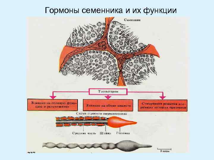 Гормоны семенника и их функции 