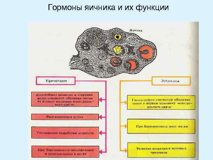 Гормоны яичника и их функции 