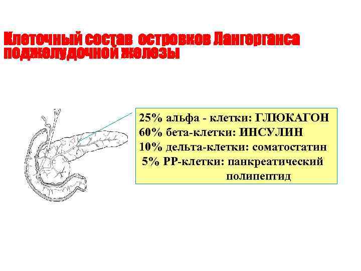 Клеточный состав островков Лангерганса поджелудочной железы 25% альфа - клетки: ГЛЮКАГОН 60% бета-клетки: ИНСУЛИН